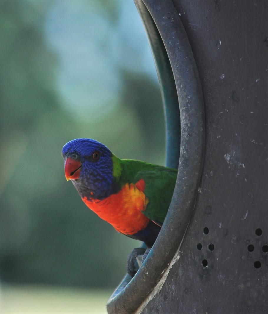 Lorikeet, Pássaro, Arco-íris, Vida selvagem, colorido, papagaio, natureza, Austrália, animal, selvagem