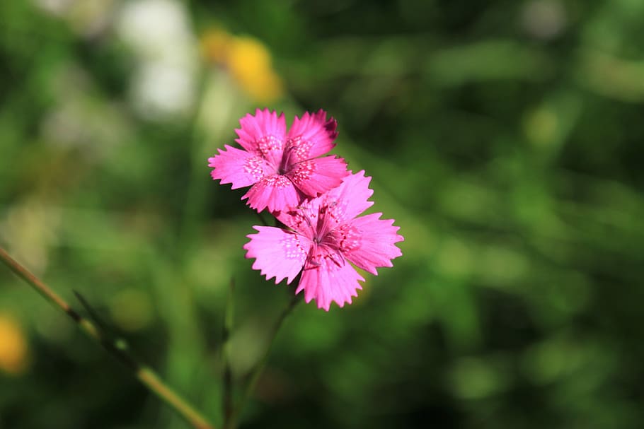 Carnation, Caryophyllaceae, Dianthus, flowers, pink, wildflowers, plants, flower, growth, nature