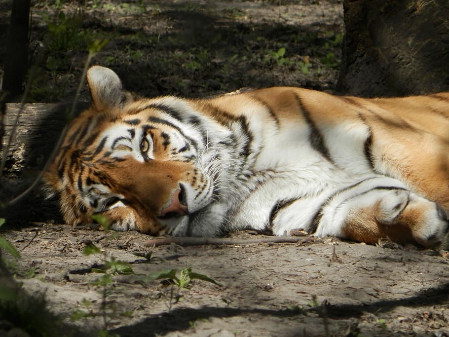 tigre siberiano, tigre, jardim zoológico, animal, temas animais, mamífero, gato grande, animais selvagens, relaxamento, felino