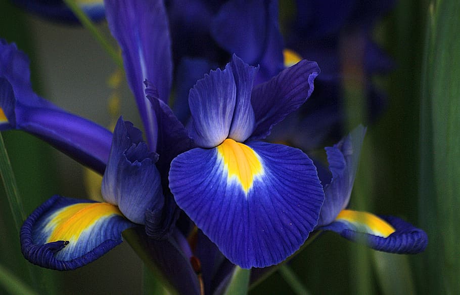 Semua, Biru, anggrek biru, tanaman berbunga, bunga, kerentanan, daun bunga, kerapuhan, kesegaran, keindahan di alam