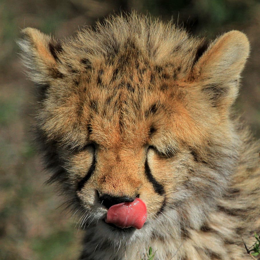 cat, wildlife, mammal, carnivore, predator, cheetah, baby cheetah, cheetah cub, tasty, animal