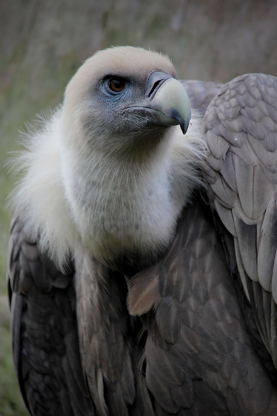 foto do abutre, abutre, penas, ave, bico, ave de rapina, jardim zoológico, abutre-grifo, aterrorizante, um animal