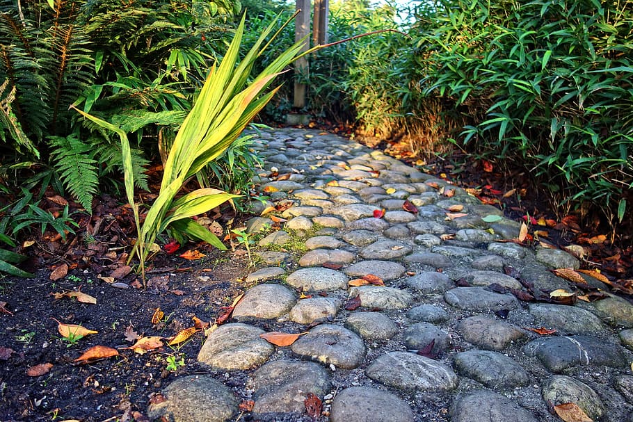 footpath, cobblestone, cobble path, stone, plants, shrubs, park, growth, plant, nature