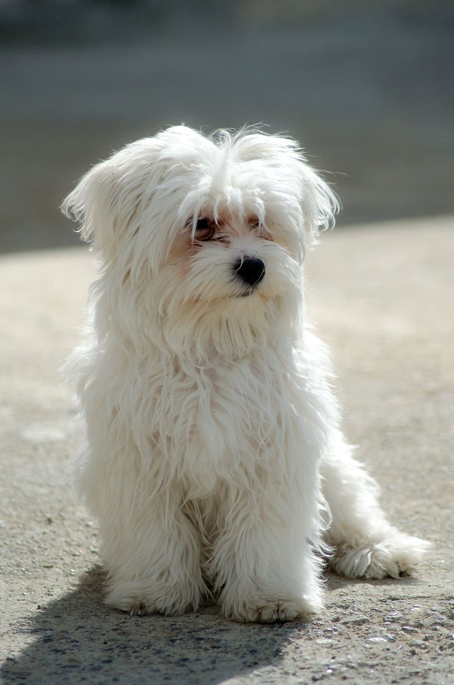 white, havanese puppy, sitting, gray, ground close-up photography, dog, maltese, pet, puppy, fluffy