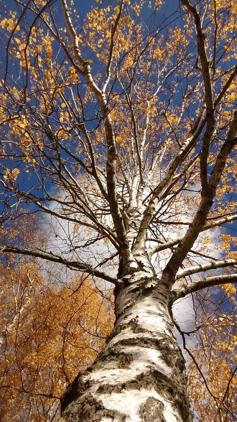 Деревья в октябре