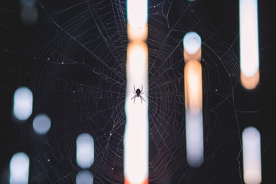 laba-laba di web, Laba-laba, Web, alam, abstrak, laba-laba Web, latar belakang, makro, close-up, tema hewan