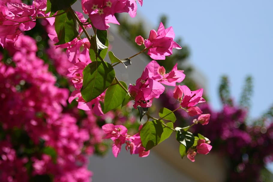 flowers, bougainvillea, pink, flowering plant, flower, pink color, plant, beauty in nature, growth, freshness