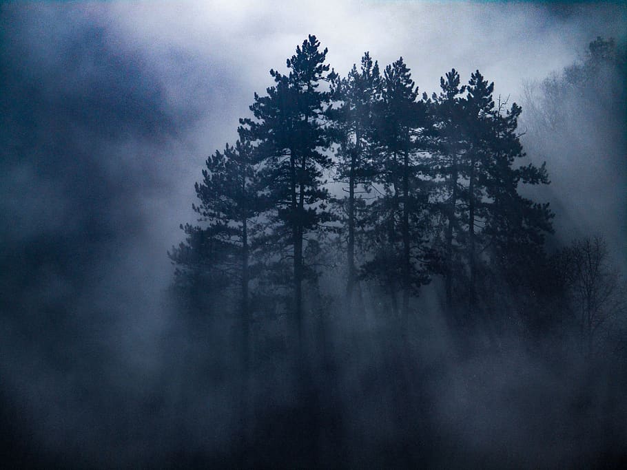 névoa, manhã, floresta, nevoeiro, paisagem, natureza, árvores, neblina, humor, ao ar livre
