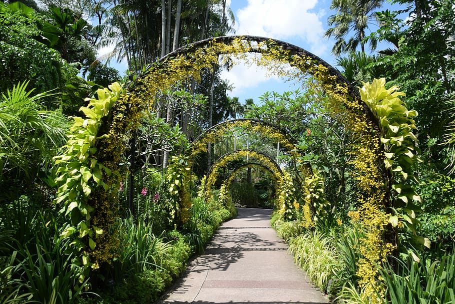 gray, concrete, pathway, surrounded, green, leaf plants, green leaf, plants, singapore, botanical garden