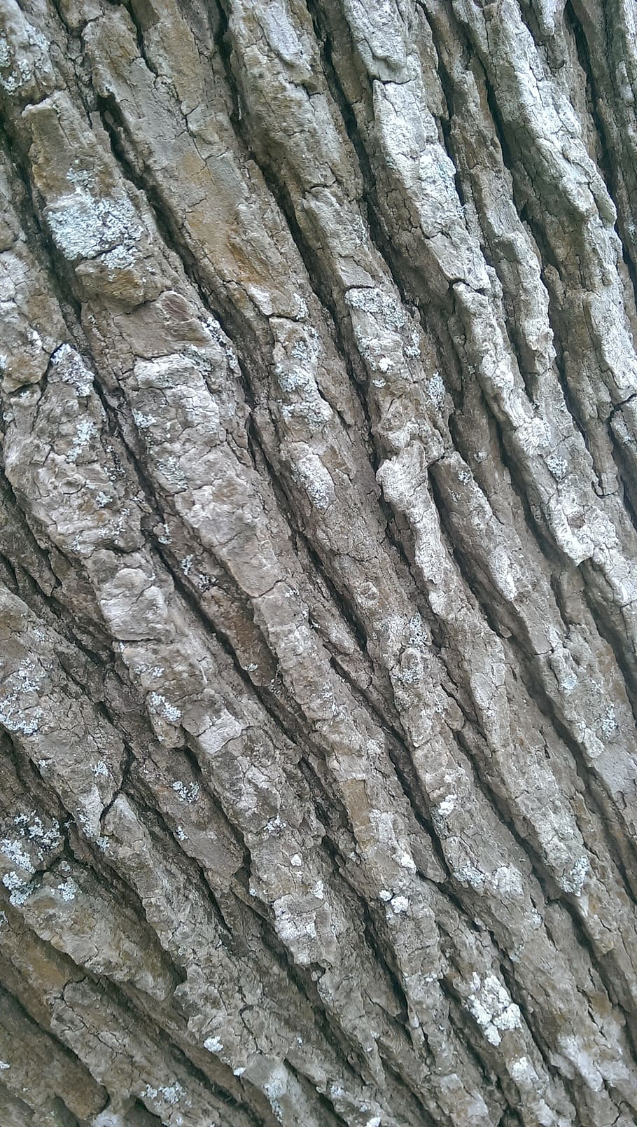 tree trunk, texture, brown, surface, wooden, rough, forest, bark, full frame, close-up