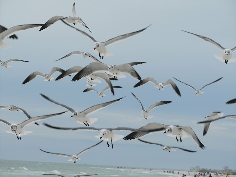 seagulls, birds, flying, blue, sky, grey, gray, white, wings, feathers