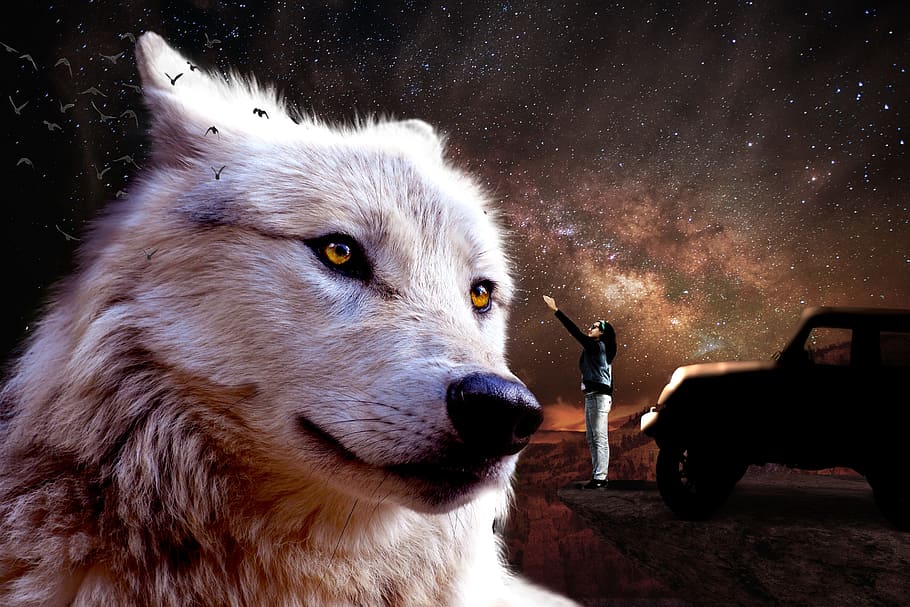 white wolf illustration, fantasy, jeep, fairy, wolf, jeep wrangler, cosmos, night sky, reaching, one animal
