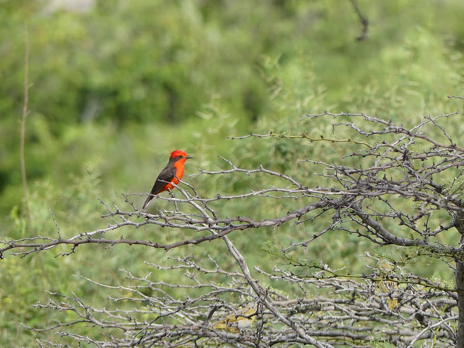 red bird, desert tacacoa, colombia, bird, animal, animal wildlife, animal themes, vertebrate, animals in the wild, tree