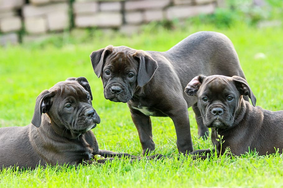 three, gray, puppy litter, green, grass, puppy, puppies, cute, bulldog, bulldogs
