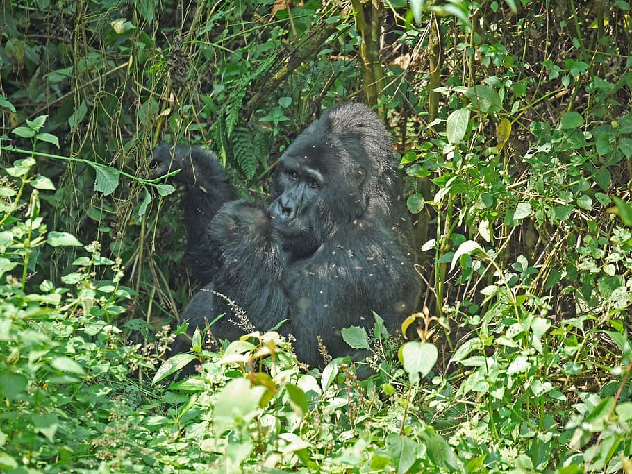 gorila, espalda plateada, uganda, mono, dominante, poderoso, imponente, gorila de montaña, áfrica, pacífico