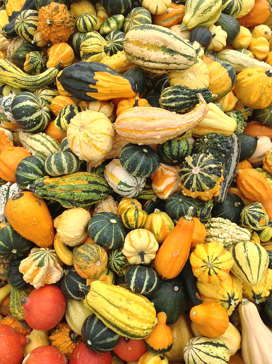 pumpkin, versatile, fruit, gourd, colorful, decoration, harvest, autumn, healthy, food