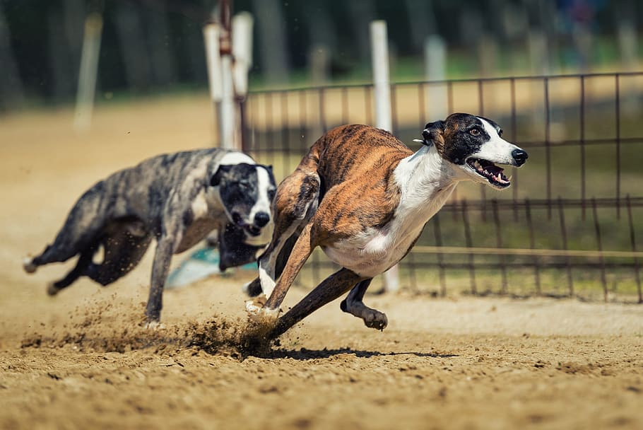 two, grey, brindle, brown, brindle greyhounds, racing, dog racing, dog, animal, race