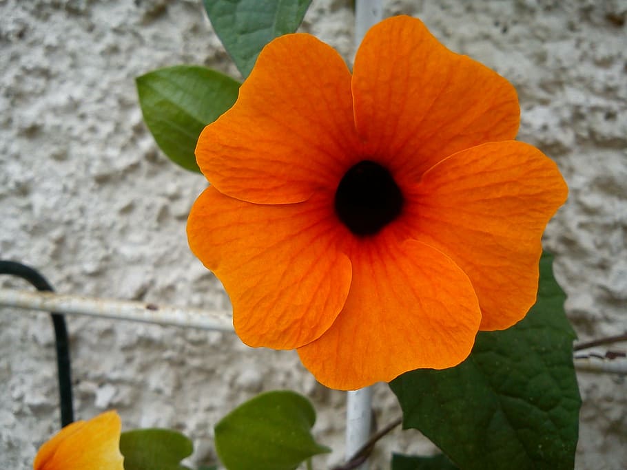 Black Eyed Susan, flor, escalador, naranja, Thunbergia alata, brillante, planta, jardín, naturaleza, pétalo