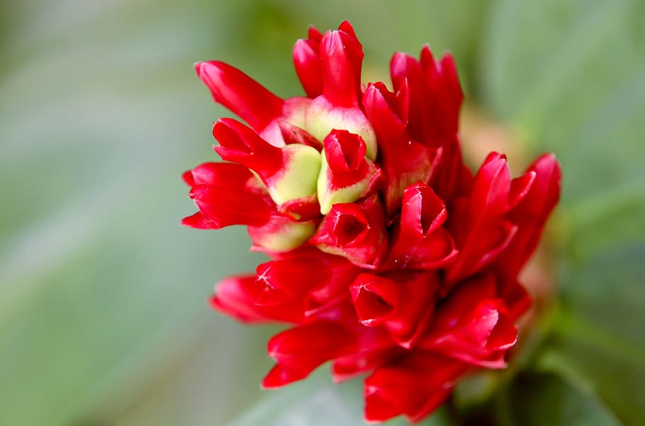 flower, united sand up, beautiful flowers, flower garden, red flowers, close-up, plant, scenery, orchids, flowers