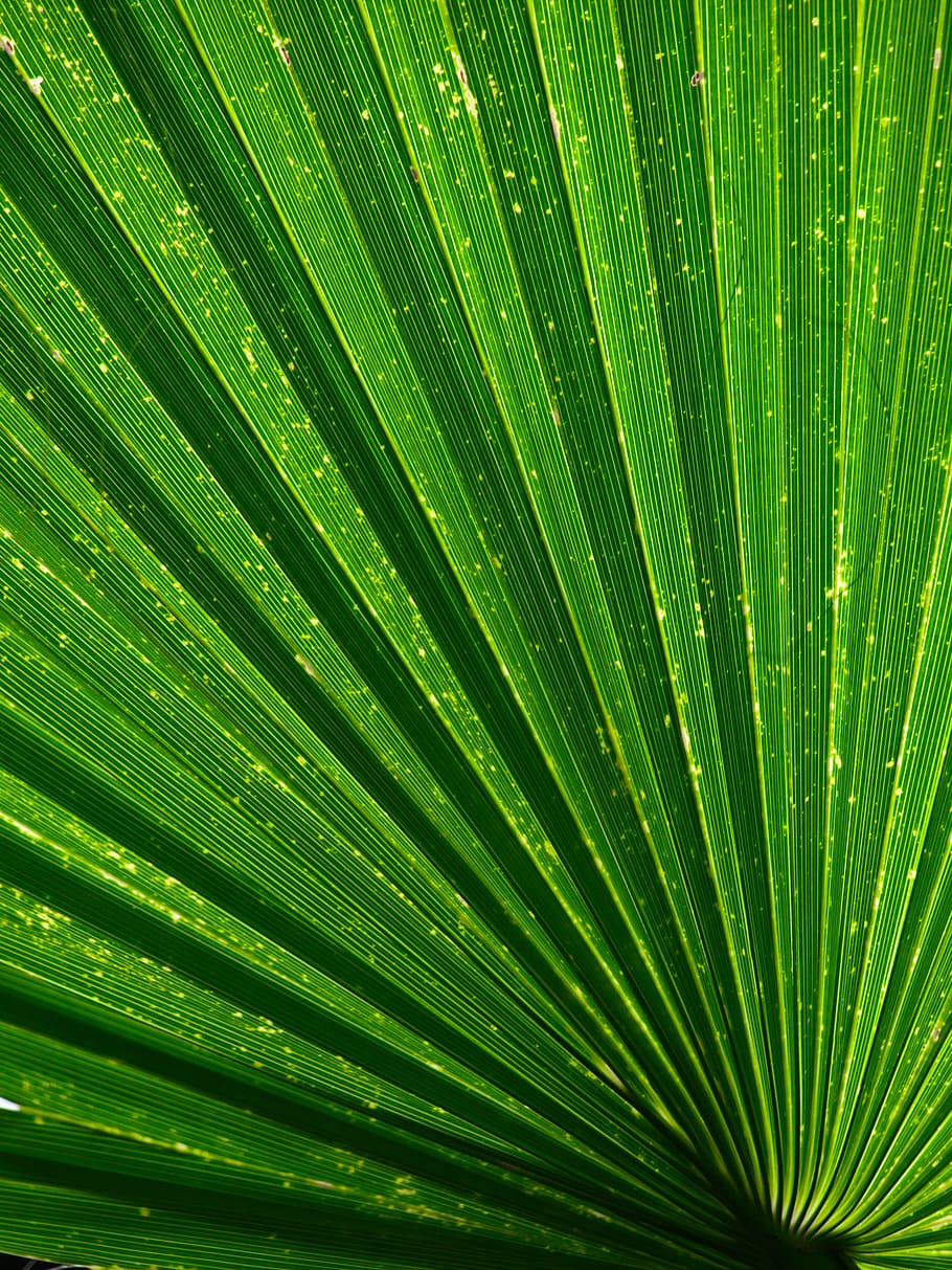 hijau, daun, abstrak, latar belakang, alam, pola, backlit, meninggalkan, tanaman, detail
