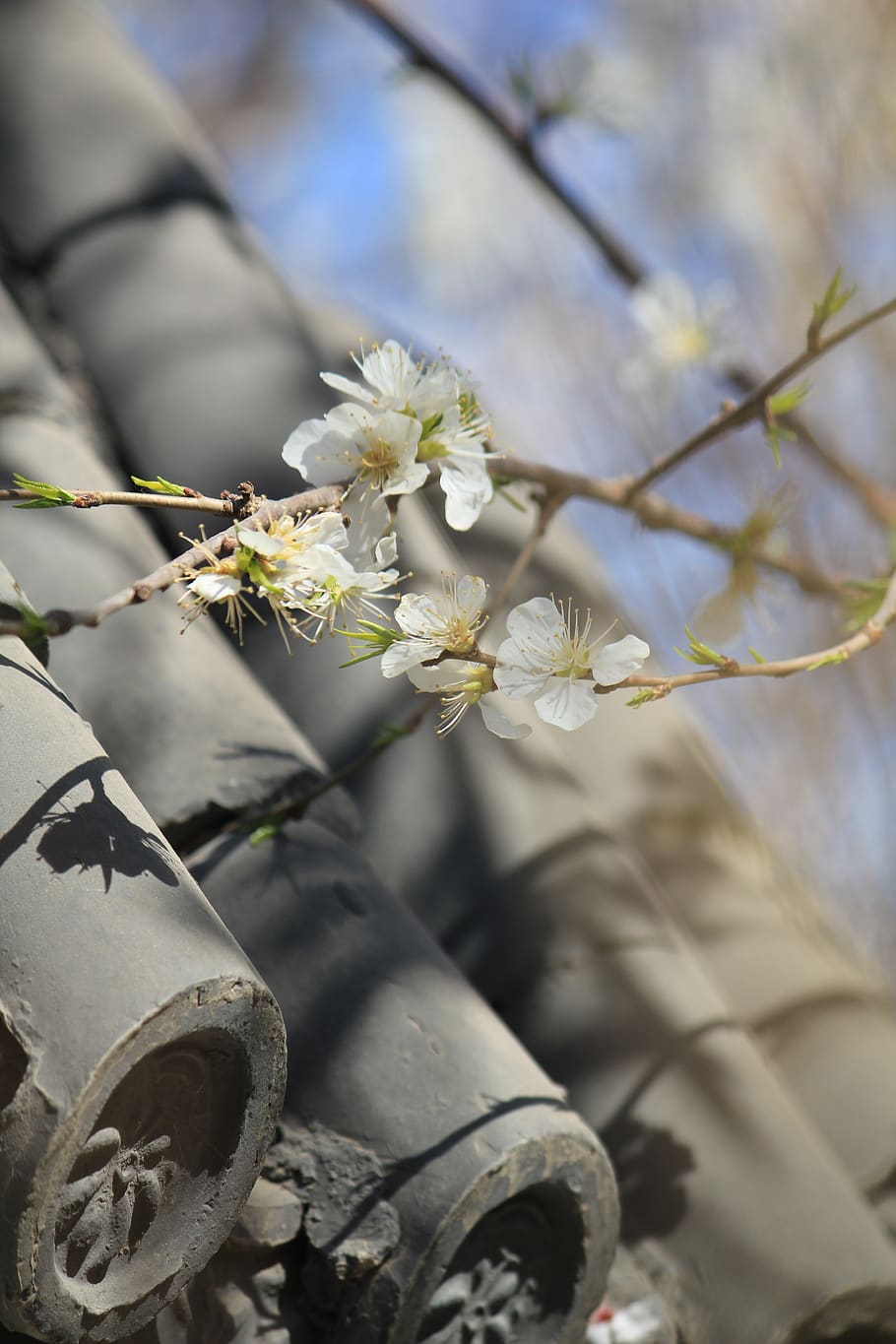 peach blossom, peach embankment, tianjin hongqiao, plant, flower, flowering plant, beauty in nature, growth, freshness, fragility