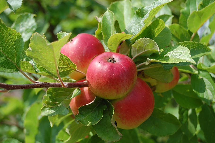 cluster, peach fruits, Apples, Fruit, Trees, Flavor, fruit trees, orchard, food and drink, leaf