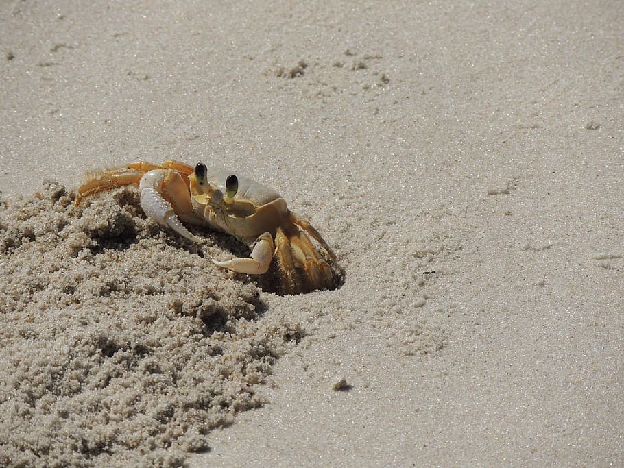 crab, siri, beach, sand, nature, animal, one animal, animal wildlife, animals in the wild, animal themes