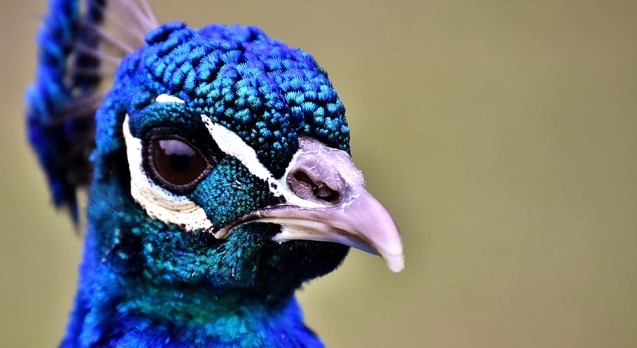 blue peacock, peacock, bird, animal, feather, curious, iridescent, color, head, plumage