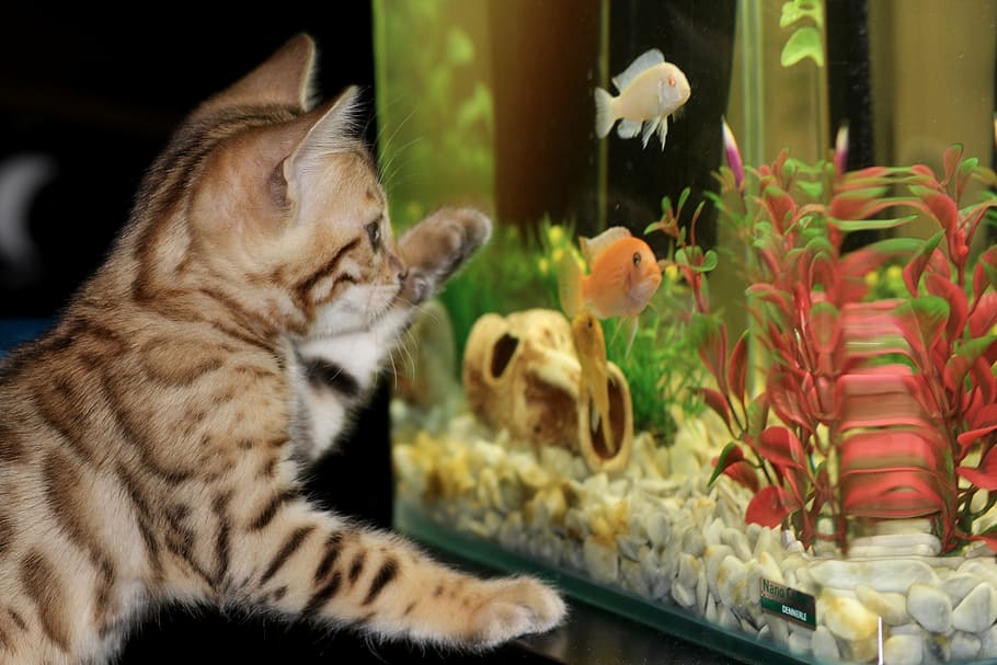 fotografia, marrom, malhado, gatinho, procurando, tanque de peixes, aquário, bengala, animal de estimação, peixe