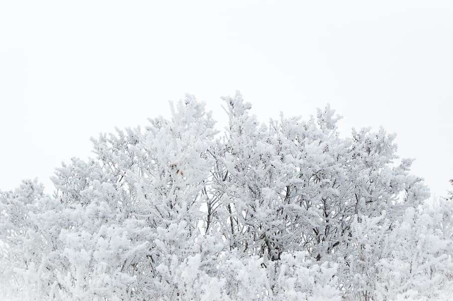 frost, winter, snow, frozen, cold, season, weather, tree, ice, wood