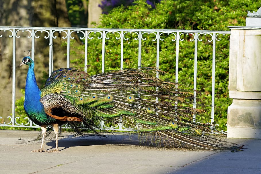Peacock, Tail, Eye, Pen, Color, peacock, tail, park, dashing, gorgeous, sideways