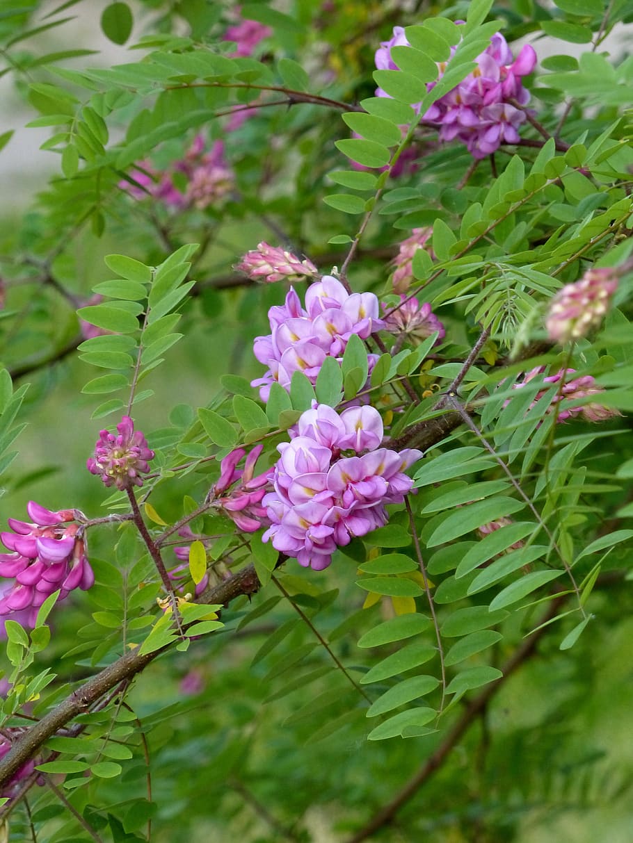 pink acacia, acacia, flowers, inflorescence, bloom, tree, nature, may, plant, branch