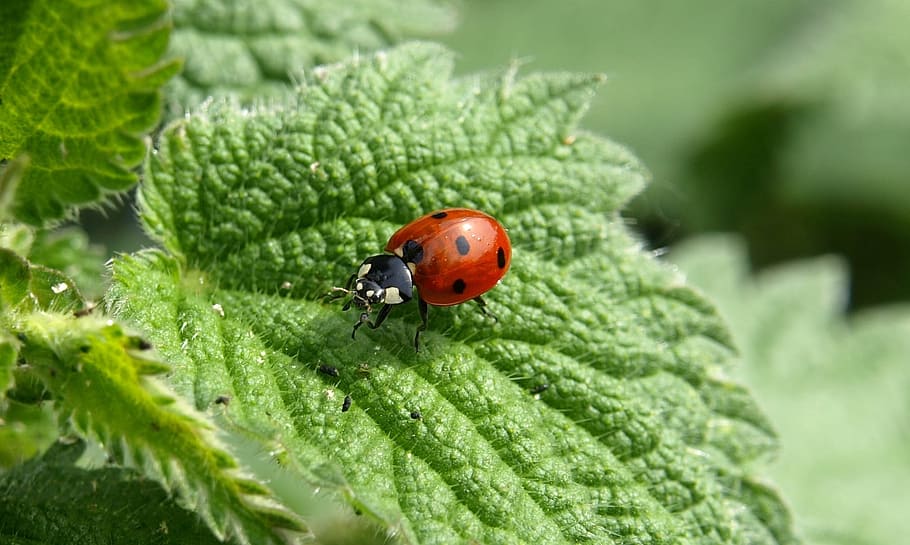 close, spotted, ladybug, green, leaf, red and black, ladybird beetle, green leaf, macro, lucky charm