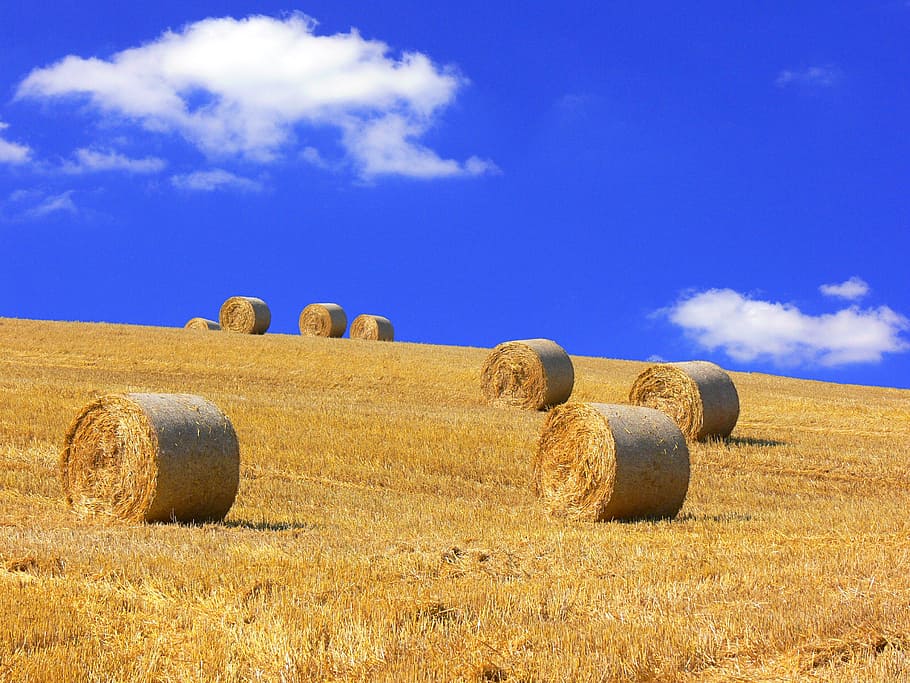 straw bales, straw, harvested, stubble, summer, yellow, hay, bale, field, land