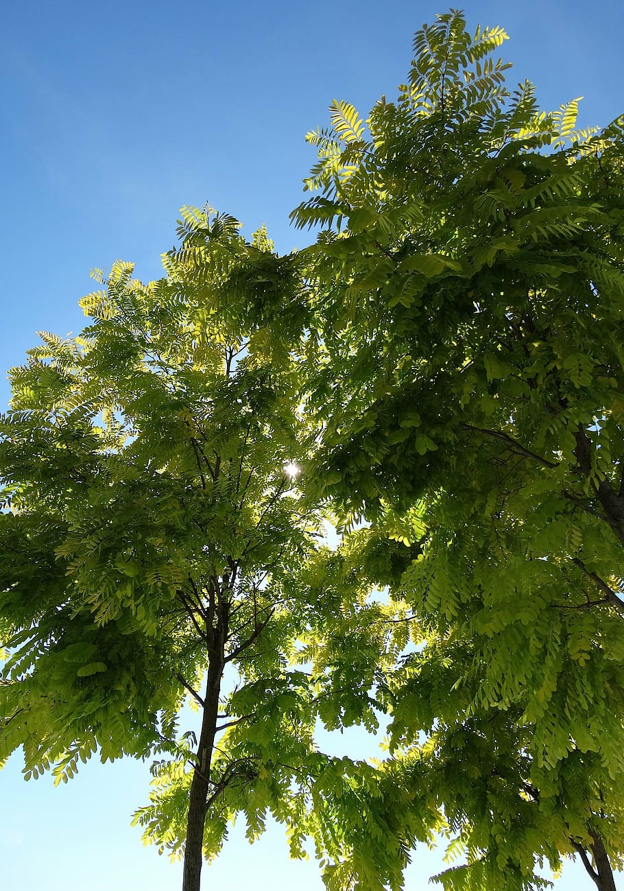 tree, green, blue sky, leaves, contrast, skyward, green tree, plant, low angle view, green color