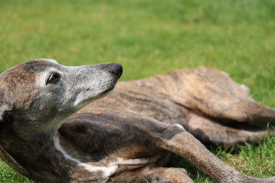 dog, whippet, annealed, lying, rest, garden, lie, hound, peace, animal themes