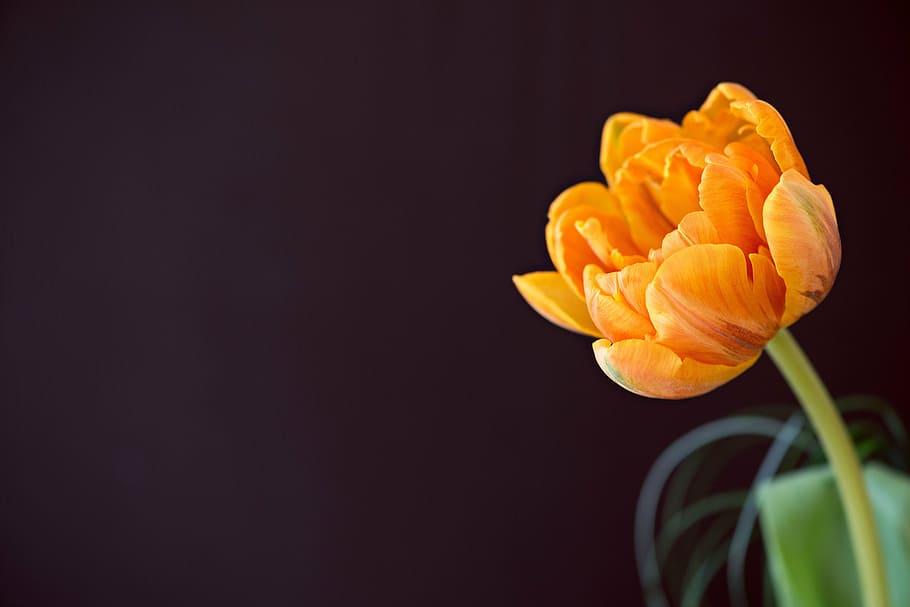 orange, tulip, bloom, close, flower, schnittblume, blossom, closeup spring flower, text dom, negative space