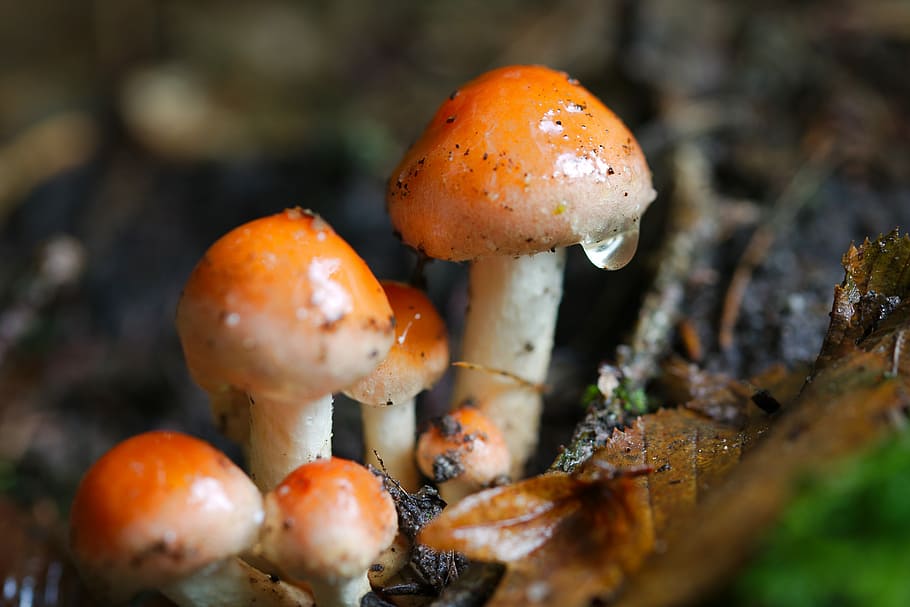 mushroom, rac, autumn, food, toadstool, nature, wood, moss, cap, small