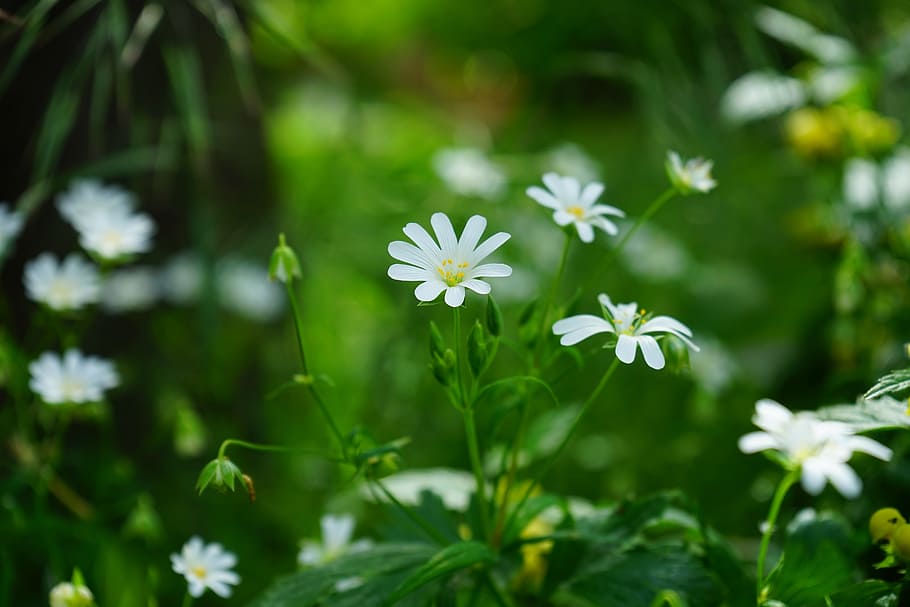 selective, focus photography, flower, Stellaria Holostea, Flowers, White, stitchwort, chickweed, carnation family, plant