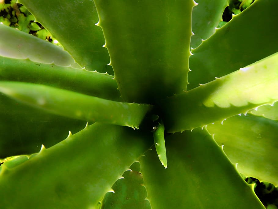 aloe vera plant, sábila, aloe vera, medicinal plant, iodine, nature, green, thorns, succulent plant, green color