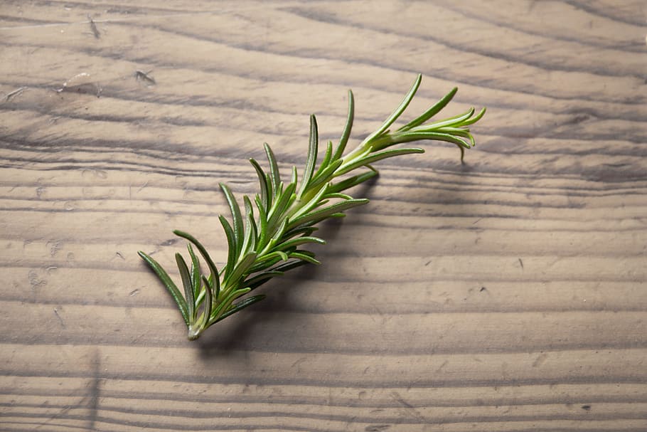 green, plant, brown, table, green plant, rosemary, set, collection, natural, organic