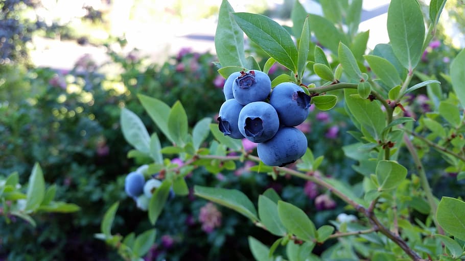 green, leafed, plant, fruits, rubel blueberry, blueberry, fruit, blue, fall, nature