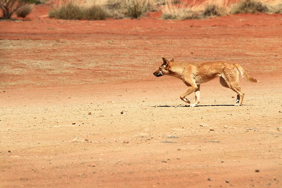 dingo, wildlife, australia, wild, dog, animal, mammal, nature, africa,  animals In The Wild | Pxfuel