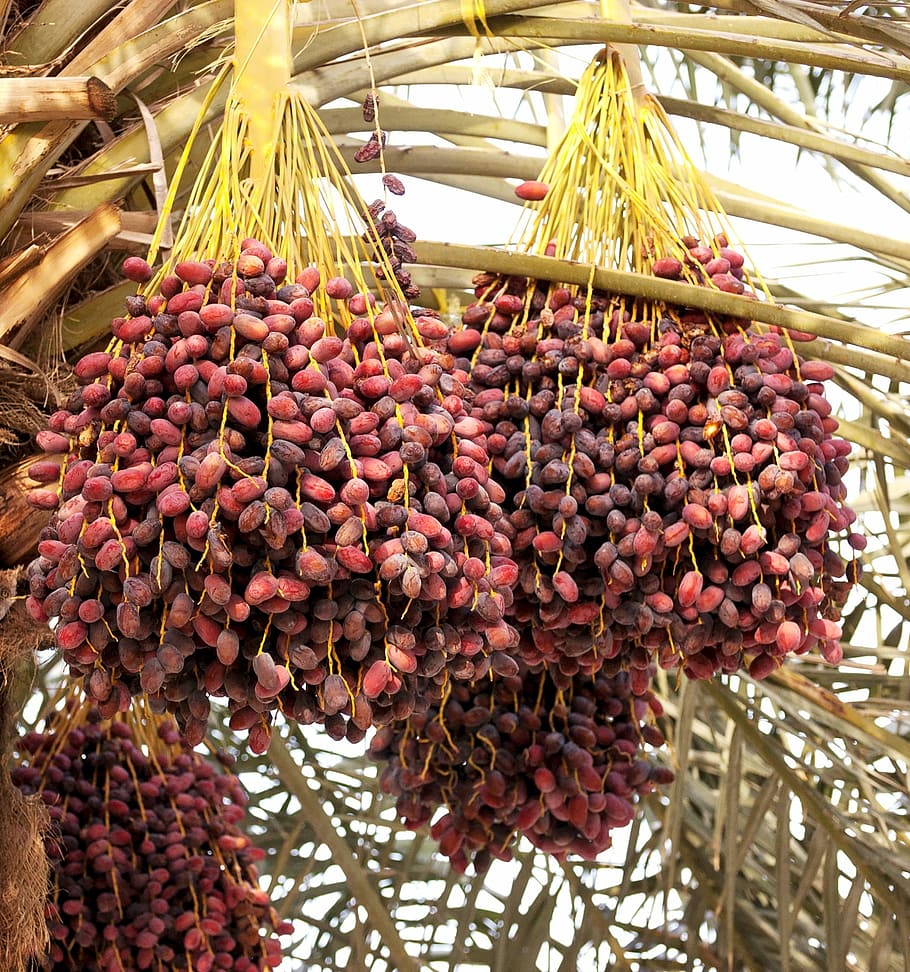 dates, palm tree, tropical, fruit, food, plant, ripe, agriculture, outdoor, east