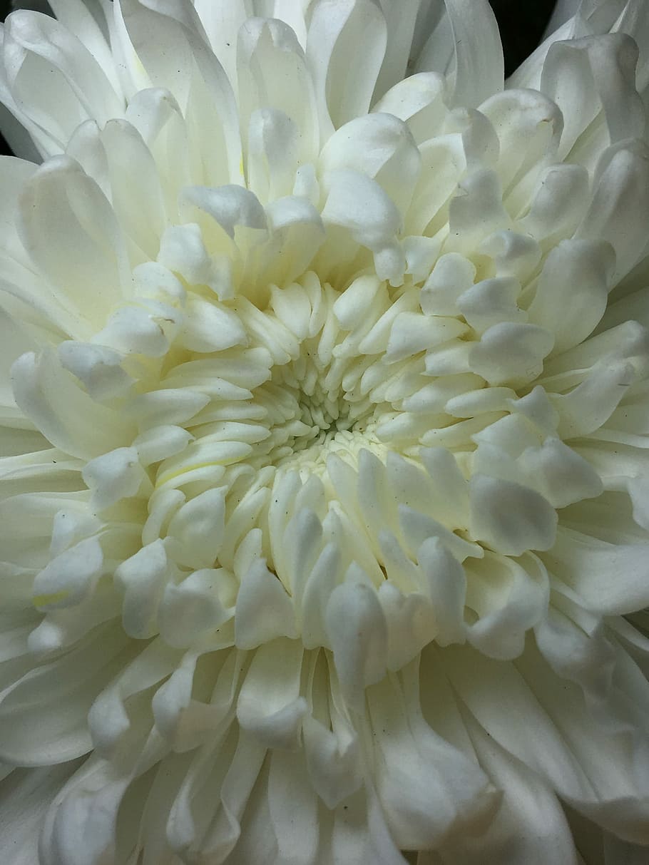 白い花 白い花びら 花 白 花びら 自然 白い色 庭 春 開花 Pxfuel