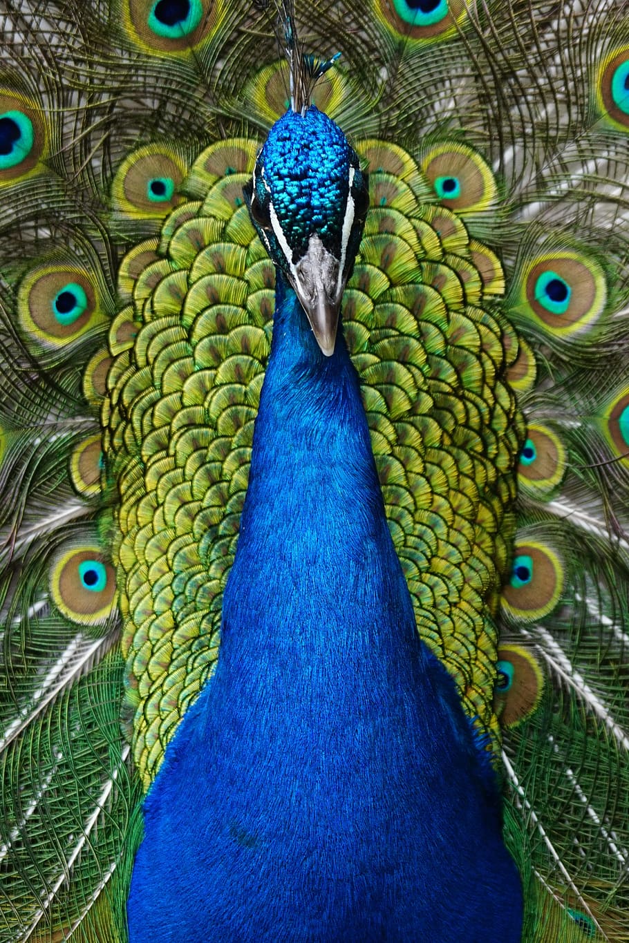 cerca, foto, azul, verde, pavo real, pájaro, iridiscente, magnífico, pavo real azul, pavo cristatus