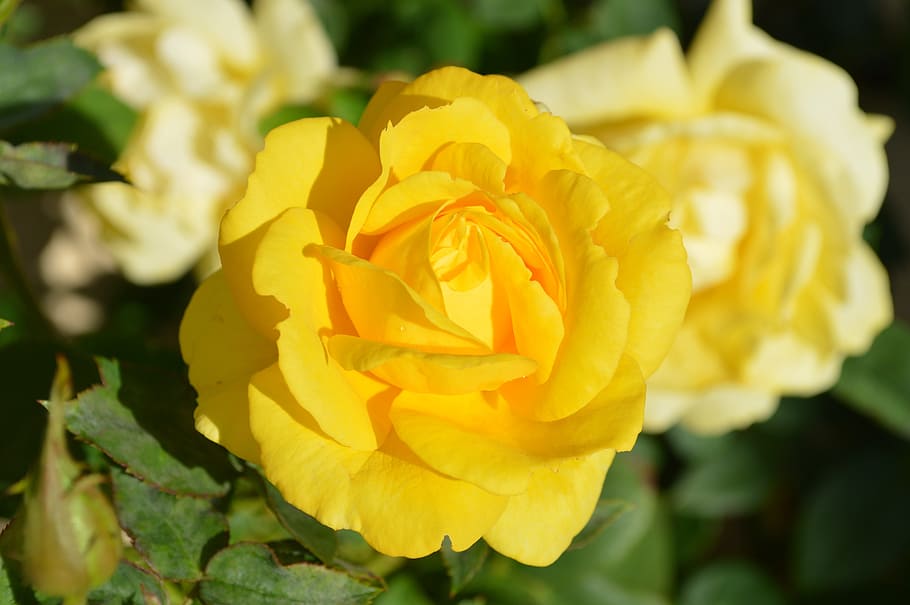 yellow rose, flower, nature, flowering plant, beauty in nature, plant, rose, yellow, rose - flower, petal