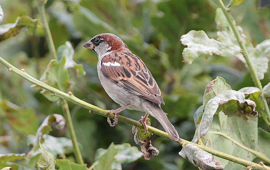 sperling, sparrow, passeridae, birds, songbirds, bird, songbird, males, house sparrow, animal