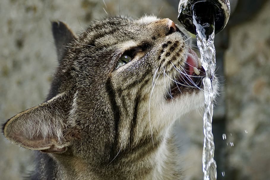 close, photograph, silver cat drinking water, faucet, cat, getiegert, tiger, fur, cute, eyes