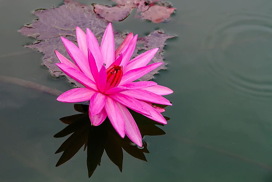 lotus, pink lotus, bo, tanaman air, bunga, tanaman berbunga, kesegaran, kerentanan, kerapuhan, keindahan di alam